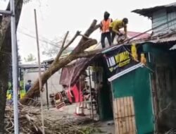 Dahan Pohon Repih Timpa Kios dan Sepeda Motor di Pontianak Barat, Warga Resah Pohon Rawan Tumbang