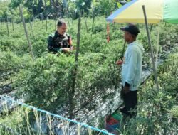 Babinsa Koramil 1008-06/Banua Lawas–Pugaan Laksanakan Pendampingan Hanpangan Panen Cabe