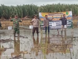 Plh Koramil 06/Selakau Hadiri Tanam Padi Perdana di Lahan Cetak Sawah Rakyat Wilayah Binaan