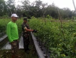 Wujud Dukungan Ketahanan Pangan, Babinsa Banua Lawas Dampingi Petani