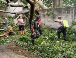 Anggota Koramil 0808/06 Srengat Bersama Warga, Polsek Dan BPBD Gotong Royong Bersihkan Pohon Tumbang Di Desa Purwokerto