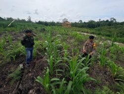 Bhabinkamtibmas Monitoring Perkembangan Lahan Jagung Hibrida Di Desa Bahitom