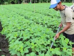 Holding Perkebunan Nusantara Dorong Pertanian Berkelanjutan Melalui Inovasi Pupuk Hayati Enero
