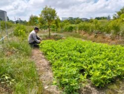 Polsek Kapuas Tengah laksanakan giat Pengecekan Pekarangan kebun di Desa pujon