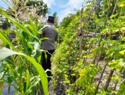 Polsek Kapuas Tengah laksanakan giat Pengecekan Pekarangan lahan kebun Desa pujon