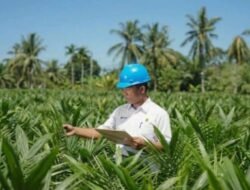Akselerasi Peremajaan Sawit Rakyat, PTPN IV PalmCo, Subholding dari Holding Perkebunan Nusantara Salurkan 6 Juta Bibit Unggul