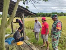 Melalui Komsos Babinsa Kodim 1009/Tla, Menjalin Silaturahmi Serta Pendampingan Kepada Petani