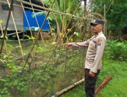 Polsek Kapuas Tengah laksanakan giat Pengecekan Pekarangan lahan kebun di Desa pujon
