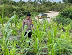 Bhabinkamtibmas Polsek Murung Monitoring Perkembangan Lahan Jagung Hibrida Di Desa Bahitom