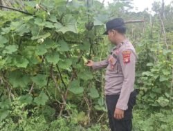 Polsek Kapuas Tengah laksanakan giat Pengecekan Pekarangan lahan kebun Desa Jangkang