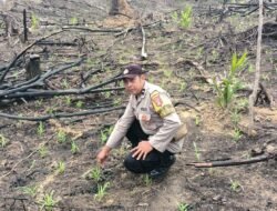 Dukung Swasembada Pangan, Bhabinkamtibmas Monitoring Perkembangan Lahan Jagung Hibrida Di Desa Muara Ontu