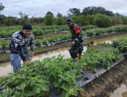 Pendampingan Babinsa Dorong Semangat Petani Sayuran di Labuan Amas Selatan