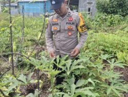 Polsek Kapuas Tengah laksanakan giat Pengecekan Pekarangan lahan kebun Desa Jangkang