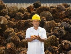 Dominan Diserap Pasar Domestik, CPO PTPN IV PalmCo, Subholding PTPN III (Persero) Tetap Sasar 100 Persen RSPO dan ISPO