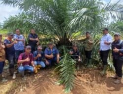 Holding Perkebunan Nusantara melalui PTPN IV Regional V Mutasikan TBM-3 ke TM-1 Seluas 1.119 Hektare pada Awal 2026