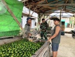 Jalin Keakraban, Babinsa Desa Mulia Laksanakan Komsos Bersama Petani Jeruk