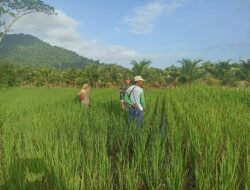 Dukung Ketahanan Pangan, Anggota Koramil 05/Pemangkat Laksanakan Komsos Bersama Petani Padi