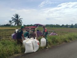 Panen Padi Bersama Petani, Babinsa Apresiasi Kinerja Petani dalam Mewujudkan Ketahanan Pangan