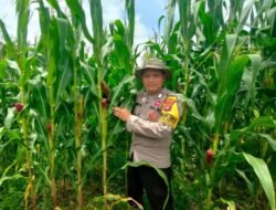 Dukung Program 1 Desa 1 Hektar, Polsek Murung Cek Lahan Jagung Hibrida Kel. Beriwit