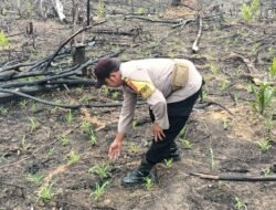 Swasembada Pangan, Bhabinkamtibmas Monitoring Perkembangan Jagung Di Desa Muara Ontu