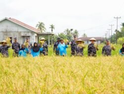 Dukung Ketahanan Pangan, Kodaeral XII Turun Langsung Panen Raya Bersama Petani