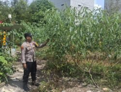 Polsek Kapuas Tengah laksanakan giat Pengecekan Pekarangan lahan kebun di Desa Jangkang