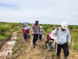 Polsek Hanau Dukung Ketahanan Pangan, Tanam Jagung Tumpang Sari di Lahan Perusahaan