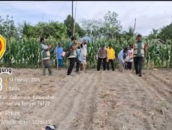 Penanaman Jagung di Sukamara Dukung Swasembada Pangan 2026