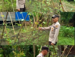 Polsek Kapuas Tengah laksanakan giat Pengecekan Pekarangan lahan kebun Desa pujon