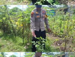 Polsek Kapuas Tengah laksanakan giat Pengecekan Pekarangan lahan kebun Desa Jangkang