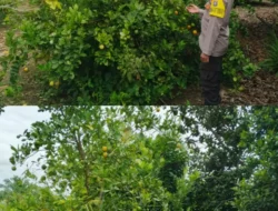 Polsek Kapuas Tengah laksanakan giat Pengecekan Pekarangan lahan kebun Desa Pujon