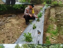 Polsek Kapuas Tengah laksanakan giat Pengecekan Pekarangan lahan kebun Desa Pujon