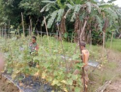 Babinsa Koramil 1002-08/Labuan Amas Utara Bantu Warga Panen Mentimun, Dukung Ketahanan Pangan