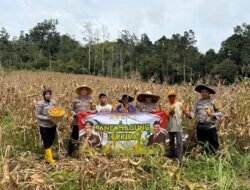 Dukung Swasembada Pangan, Polsek Murung Bersama Warga Panen Jagung Hibrida Di Desa Muara Bumban