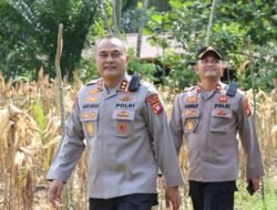 Kapolres Melawi Pimpin Panen Jagung Hibrida Bersama Poktan Karunia Tani II di Desa Batu Ampar