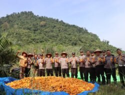 Kapolres Melawi Pimpin Panen Jagung Hibrida Bersama Poktan Karunia Tani II di Desa Batu Ampar