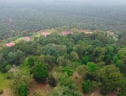 Holding Perkebunan Nusantara melalui PalmCo Perluas Praktik Perkebunan Berkelanjutan di 44.000 Hektare Kebun Sawit Riau