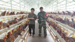 Perkuat Ketahanan Pangan Desa, Babinsa Pandawan Dampingi Peternak Ayam Petelur