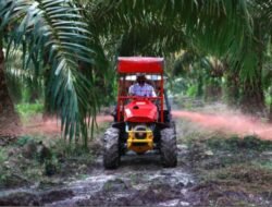 Holding Perkebunan Nusantara Siapkan Replanting 862 Hektare Sawit Renta di Air Molek 2