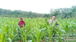 *Dukung Swasembada Pangan Nasional, Bhabinkamtibmas Desa Kambitin Tinjau Lahan Jagung Warga*