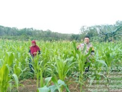 *Dukung Swasembada Pangan Nasional, Bhabinkamtibmas Desa Kambitin Tinjau Lahan Jagung Warga*