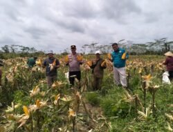 DUKUNG KETAHANAN PANGAN NASIONAL, KAPOLSEK DANAU SEMBULUH PANEN JAGUNG BERSAMA PETANI EKR