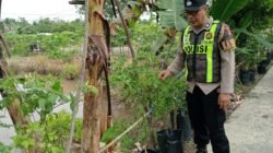 Sinergi Ketahanan Pangan, Polsek Kapuas Barat Pantau Budidaya Pepaya di Mandomai