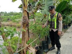 Sinergi Ketahanan Pangan, Polsek Kapuas Barat Pantau Budidaya Pepaya di Mandomai