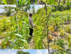 Polsek Kapuas Tengah laksanakan giat Pengecekan Pekarangan lahan kebun Desa Pujon