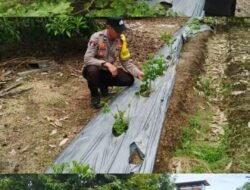 Polsek Kapuas Tengah laksanakan giat Pengecekan Pekarangan lahan kebun Desa Pujon
