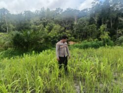 Dukung Swasembada Pangan, Bhabinkamtibmas Polsek Laung Tuhup Monitoring Kebun Jagung Hibrida
