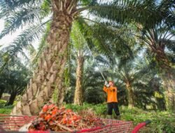 Realisasi Rekomtek PSR Capai 2.287 Ha, PalmCo Lampaui Target Awal Tahun hingga 25%