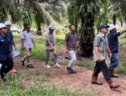Holding Perkebunan Nusantara Perkuat Pengawasan Operasional, PTPN IV Regional VII Tingkatkan Produktivitas Kebun