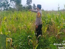 Dukung Swasembada Pangan, Bhabinkamtibmas Polsek Murung Monitoring Berkala Perkembangan Lahan Jagung Hibrida